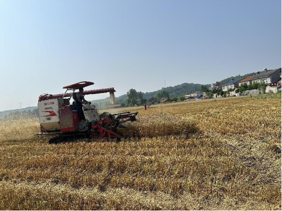 谷城:小麦绿色高产高效样板区单产提升行动旗开得胜-湖北省农业事业